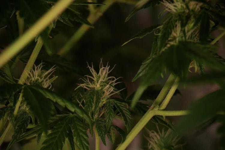 GMO Cookies Served with extra curiosity. Week 10 - 
GMO Cookies 12-12 from seed 