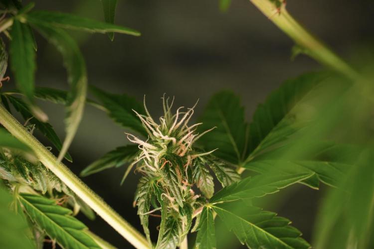 GMO Cookies Served with extra curiosity. Week 10 - 
GMO Cookies 12-12 from seed 