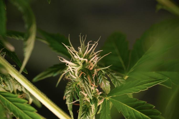 GMO Cookies Served with extra curiosity. Week 10 - 
GMO Cookies 12-12 from seed 