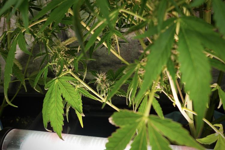 GMO Cookies Served with extra curiosity. Week 10 - 
GMO Cookies 12-12 from seed 