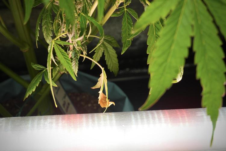 GMO Cookies Served with extra curiosity. Week 10 - 
GMO Cookies 12-12 from seed 