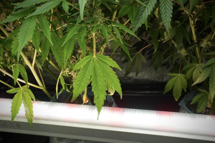 GMO Cookies Served with extra curiosity. Week 10 - 
GMO Cookies 12-12 from seed 