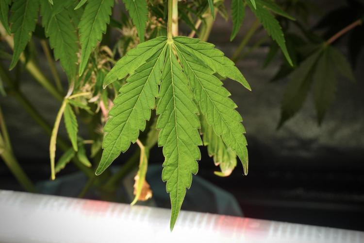 GMO Cookies Served with extra curiosity. Week 10 - 
GMO Cookies 12-12 from seed 
