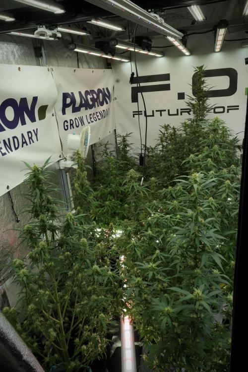 GMO Cookies Served with extra curiosity. Week 10 - Room and Vibes 