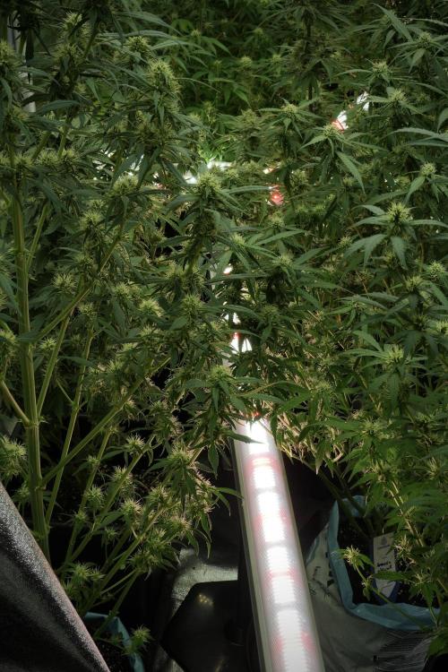 GMO Cookies Served with extra curiosity. Week 10 - Room and Vibes 