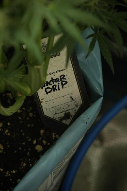 TicaL X Zamnesia-NectarDrip pack#268/750. Week 12 - Nectar Drip no Veg