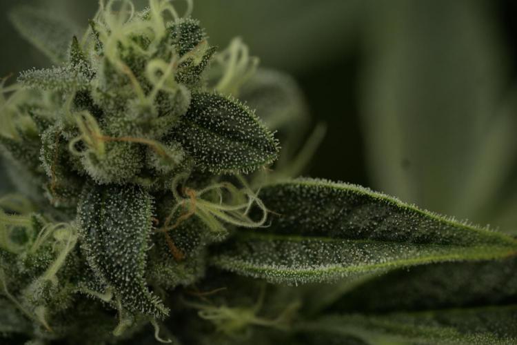TicaL X Zamnesia-NectarDrip pack#268/750. Week 12 - Nectar Drip no Veg