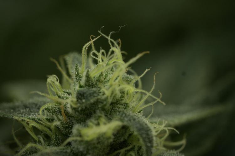 TicaL X Zamnesia-NectarDrip pack#268/750. Week 12 - Nectar Drip no Veg