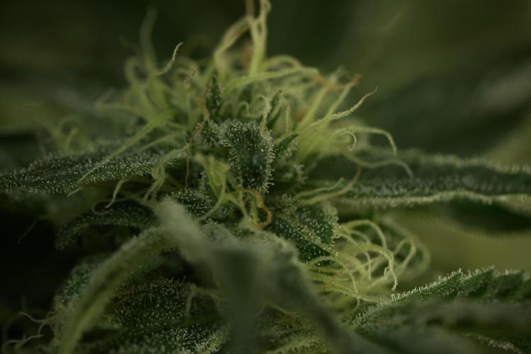 TicaL X Zamnesia-NectarDrip pack#268/750. Week 12 - Nectar Drip no Veg