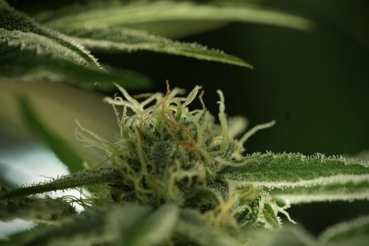 TicaL X Zamnesia-NectarDrip pack#268/750. Week 12 - Nectar Drip no Veg