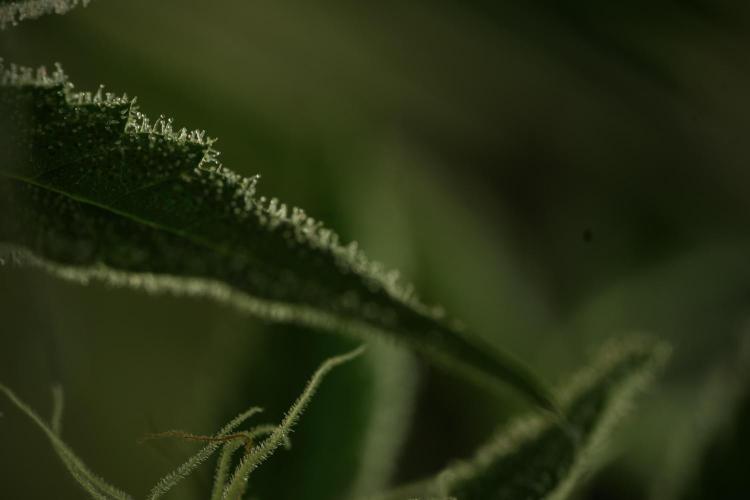 TicaL X Zamnesia-NectarDrip pack#268/750. Week 12 - Nectar Drip no Veg