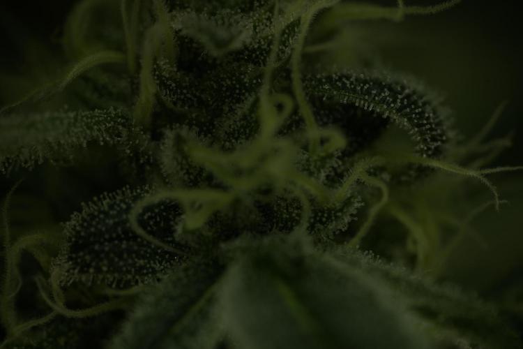 TicaL X Zamnesia-NectarDrip pack#268/750. Week 12 - Nectar Drip no Veg