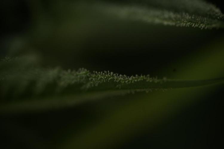 TicaL X Zamnesia-NectarDrip pack#268/750. Week 12 - Nectar Drip no Veg