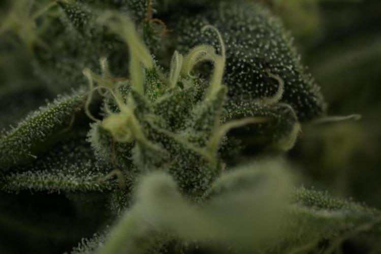 TicaL X Zamnesia-NectarDrip pack#268/750. Week 12 - Nectar Drip no Veg