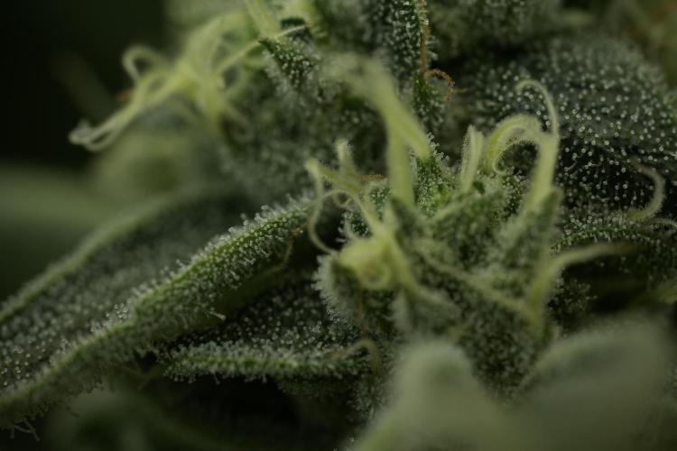 TicaL X Zamnesia-NectarDrip pack#268/750. Week 12 - Nectar Drip no Veg