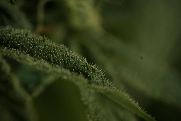 TicaL X Zamnesia-NectarDrip pack#268/750. Week 12 - Nectar Drip no Veg