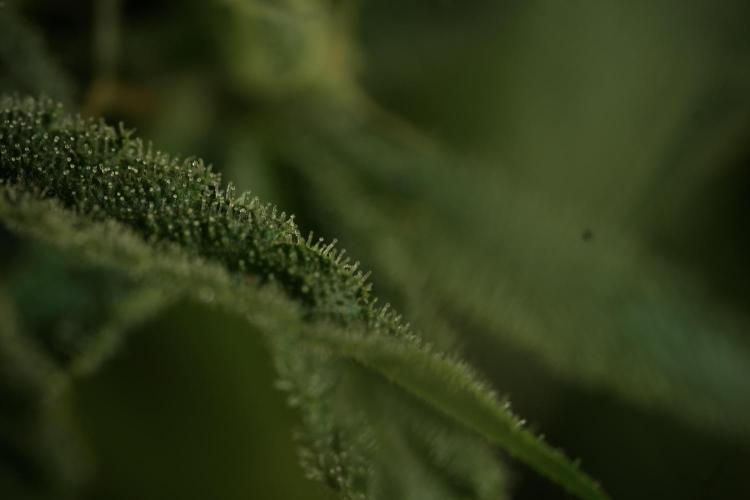 TicaL X Zamnesia-NectarDrip pack#268/750. Week 12 - Nectar Drip no Veg