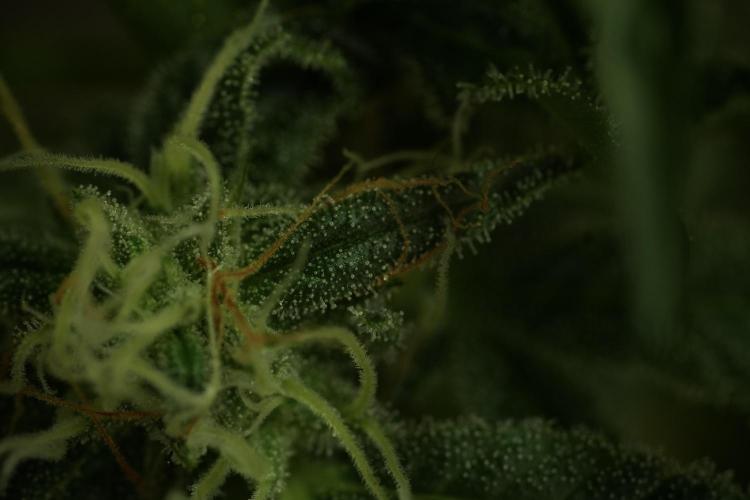 TicaL X Zamnesia-NectarDrip pack#268/750. Week 12 - Nectar Drip no Veg