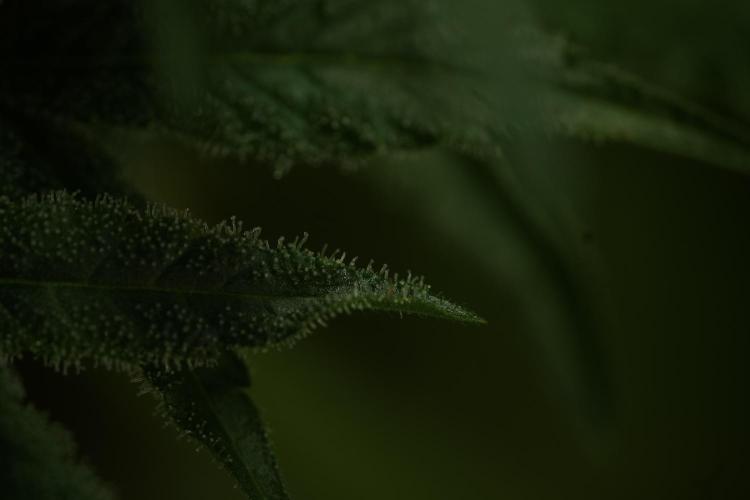 TicaL X Zamnesia-NectarDrip pack#268/750. Week 12 - Nectar Drip no Veg