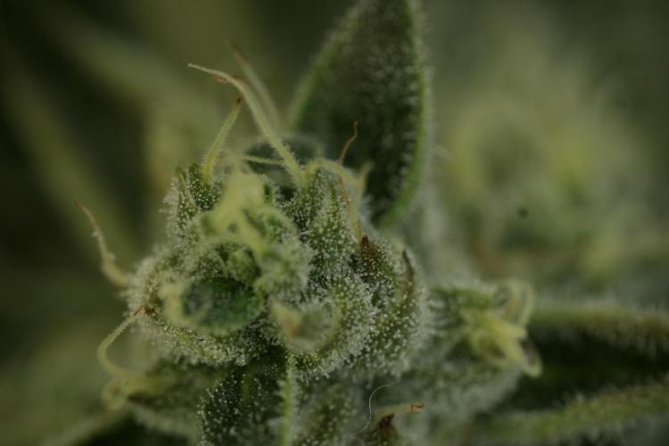 TicaL X Zamnesia-NectarDrip pack#268/750. Week 12 - Nectar Drip no Veg