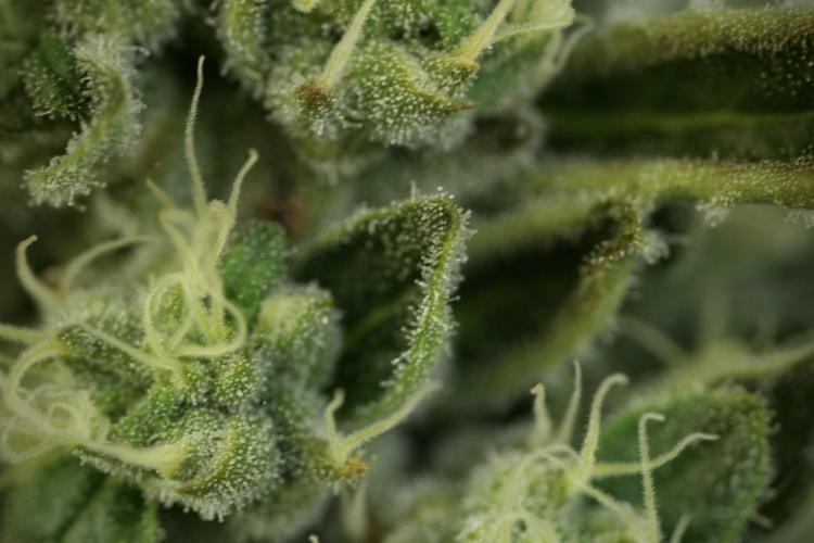 TicaL X Zamnesia-NectarDrip pack#268/750. Week 12 - Nectar Drip no Veg