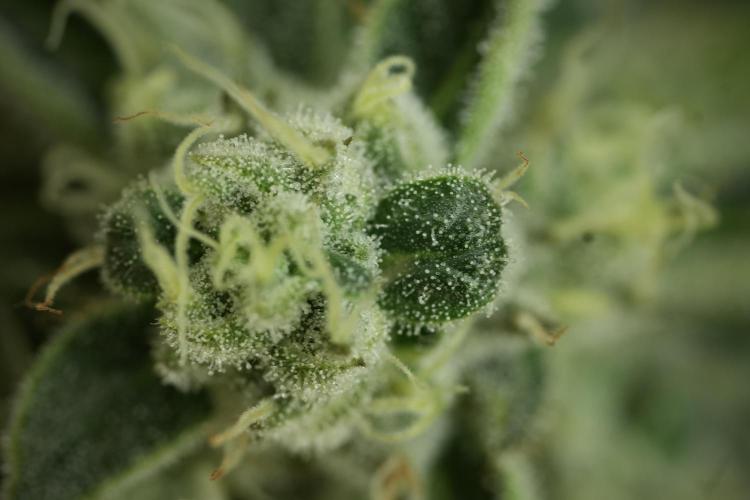 TicaL X Zamnesia-NectarDrip pack#268/750. Week 12 - Nectar Drip no Veg