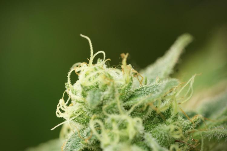 TicaL X Zamnesia-NectarDrip pack#268/750. Week 12 - Nectar Drip no Veg
