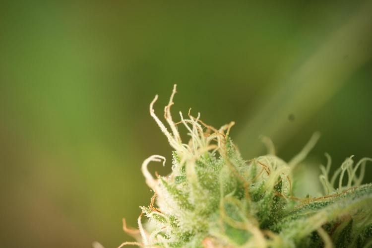 TicaL X Zamnesia-NectarDrip pack#268/750. Week 12 - Nectar Drip no Veg