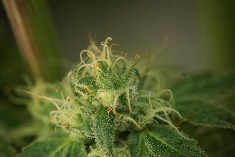 TicaL X Zamnesia-NectarDrip pack#268/750. Week 12 - Nectar Drip no Veg