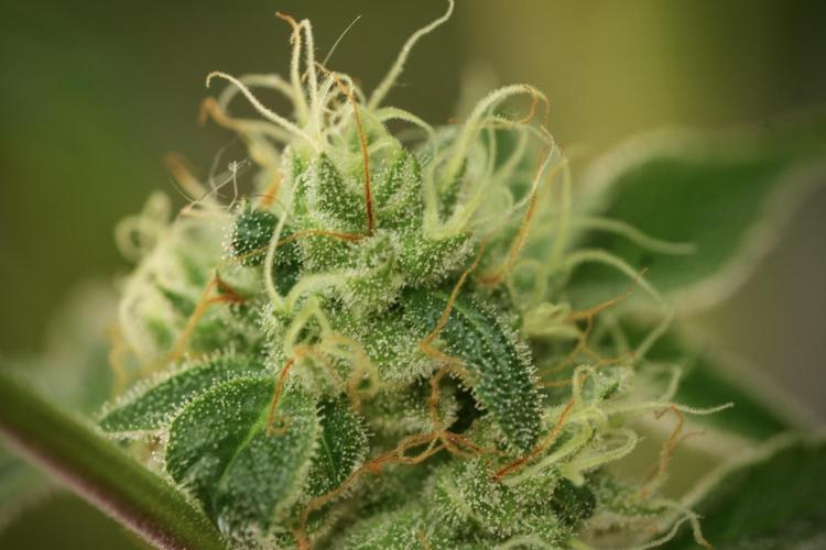 TicaL X Zamnesia-NectarDrip pack#268/750. Week 12 - Nectar Drip no Veg