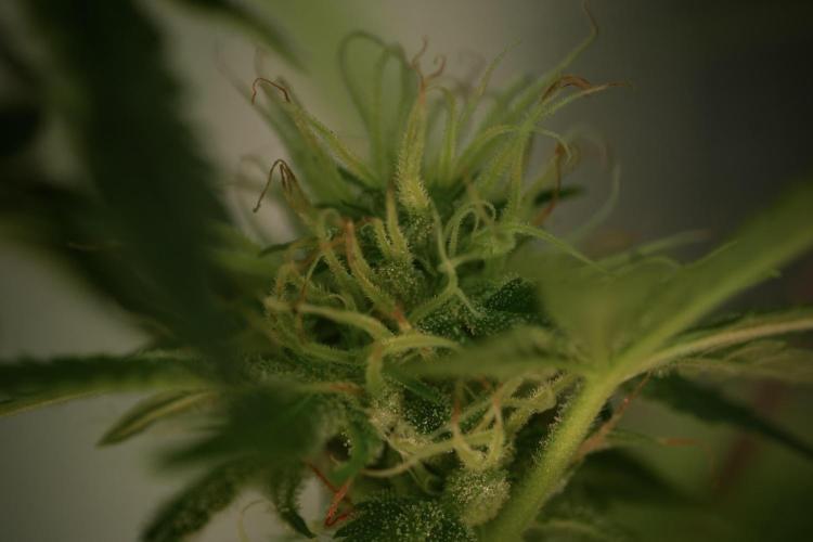 TicaL X Zamnesia-NectarDrip pack#268/750. Week 12 - Nectar Drip no Veg