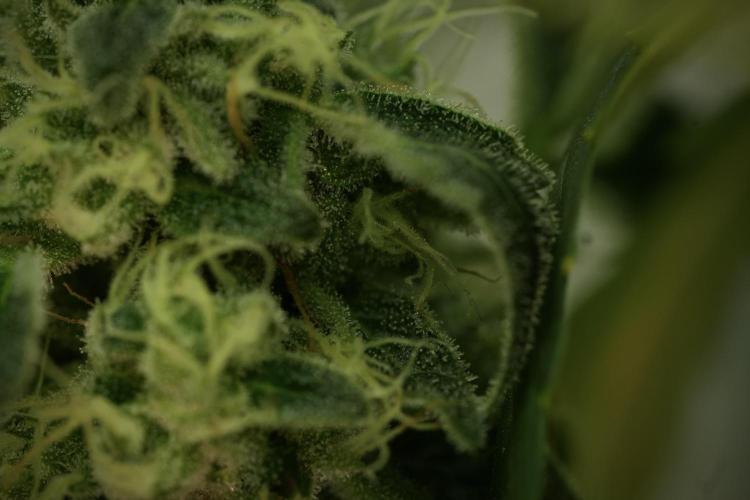 TicaL X Zamnesia-NectarDrip pack#268/750. Week 12 - Nectar Drip no Veg