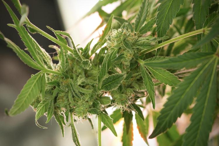 TicaL X Zamnesia-NectarDrip pack#268/750. Week 12 - Nectar Drip no Veg