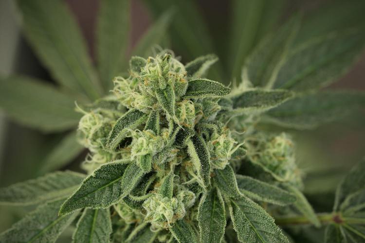 TicaL X Zamnesia-NectarDrip pack#268/750. Week 12 - Nectar Drip no Veg