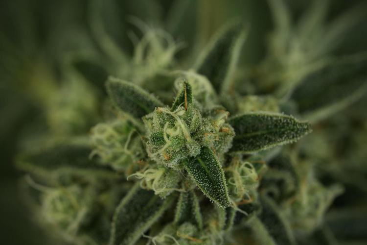 TicaL X Zamnesia-NectarDrip pack#268/750. Week 12 - Nectar Drip no Veg