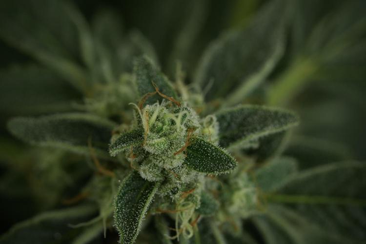TicaL X Zamnesia-NectarDrip pack#268/750. Week 12 - Nectar Drip no Veg