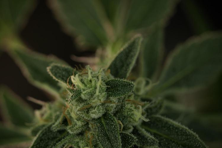 TicaL X Zamnesia-NectarDrip pack#268/750. Week 12 - Nectar Drip no Veg