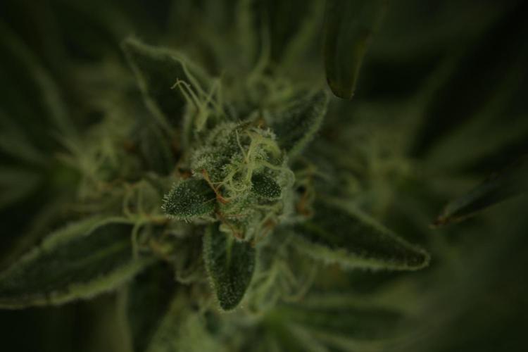 TicaL X Zamnesia-NectarDrip pack#268/750. Week 12 - Nectar Drip no Veg