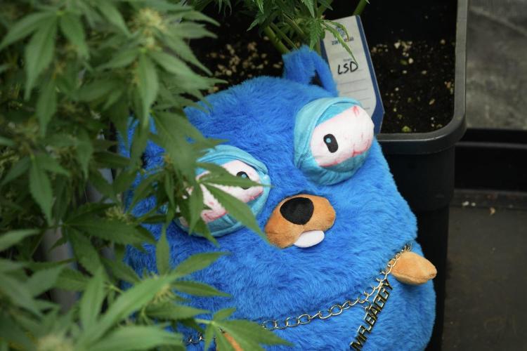 TicaL X Zamnesia-NectarDrip pack#268/750. Week 12 - Mr. Baggy on the Job 