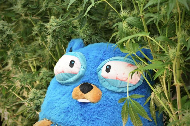 TicaL X Zamnesia-NectarDrip pack#268/750. Week 12 - Mr. Baggy on the Job 