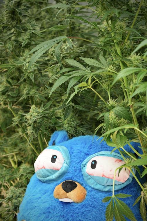 TicaL X Zamnesia-NectarDrip pack#268/750. Week 12 - Mr. Baggy on the Job 