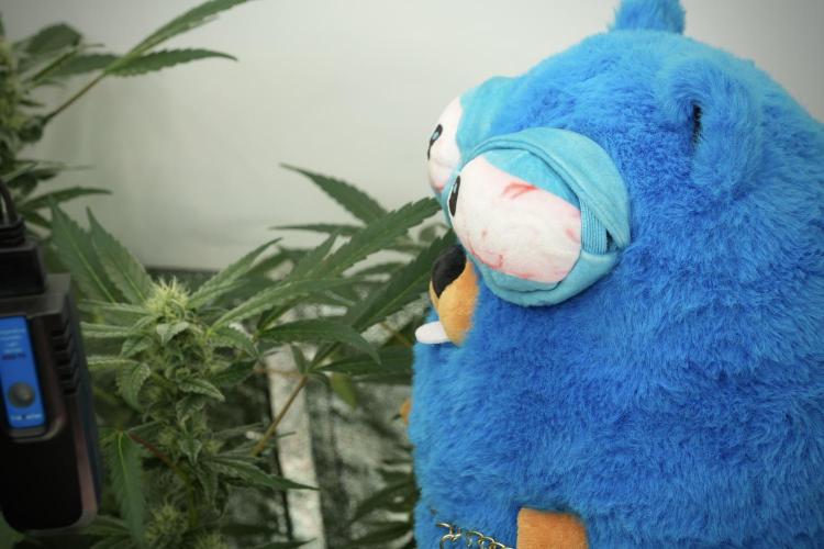TicaL X Zamnesia-NectarDrip pack#268/750. Week 12 - Mr. Baggy on the Job 