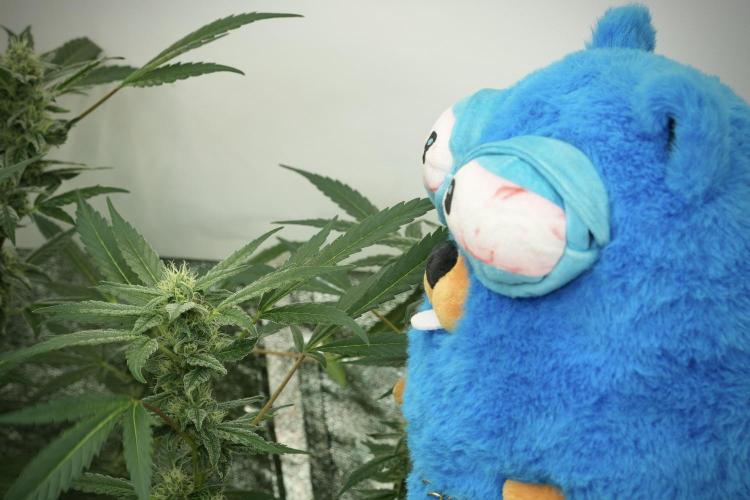 TicaL X Zamnesia-NectarDrip pack#268/750. Week 12 - Mr. Baggy on the Job 
