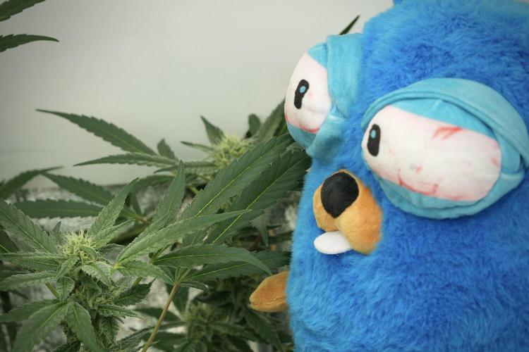 TicaL X Zamnesia-NectarDrip pack#268/750. Week 12 - Mr. Baggy on the Job 