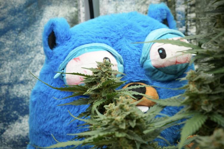 TicaL X Zamnesia-NectarDrip pack#268/750. Week 12 - Mr. Baggy on the Job 