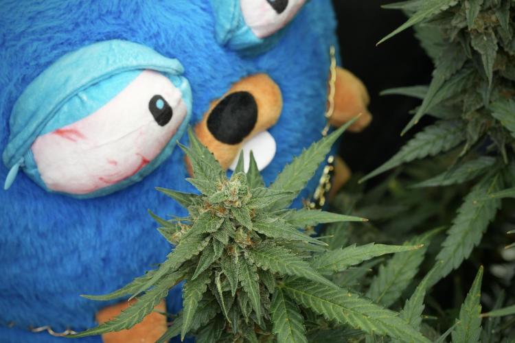 TicaL X Zamnesia-NectarDrip pack#268/750. Week 12 - Mr. Baggy on the Job 