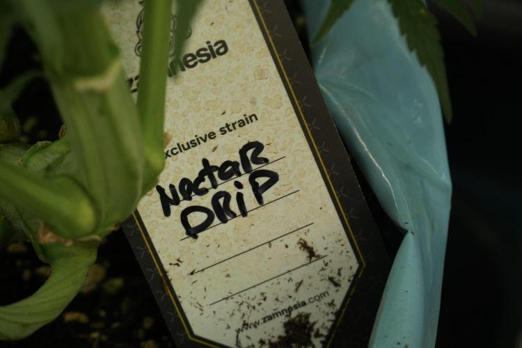 TicaL X Zamnesia-NectarDrip pack#268/750. Week 12 - Nectar Drip no veg 