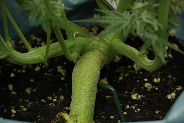 TicaL X Zamnesia-NectarDrip pack#268/750. Week 12 - Nectar Drip no veg 