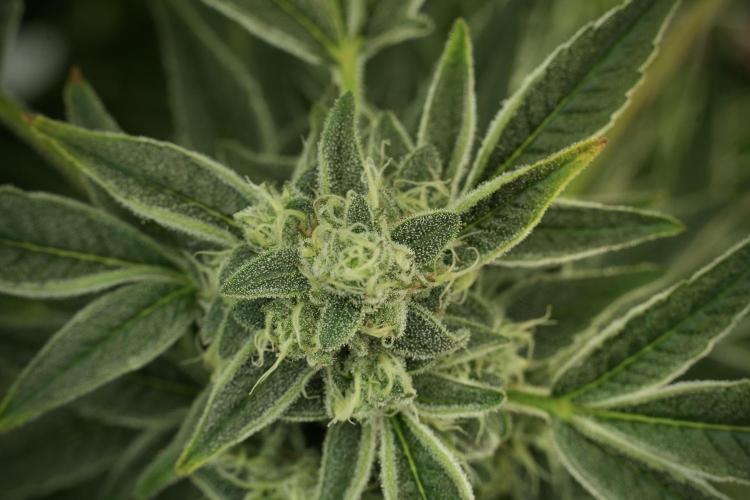 TicaL X Zamnesia-NectarDrip pack#268/750. Week 12 - Nectar Drip no veg 
