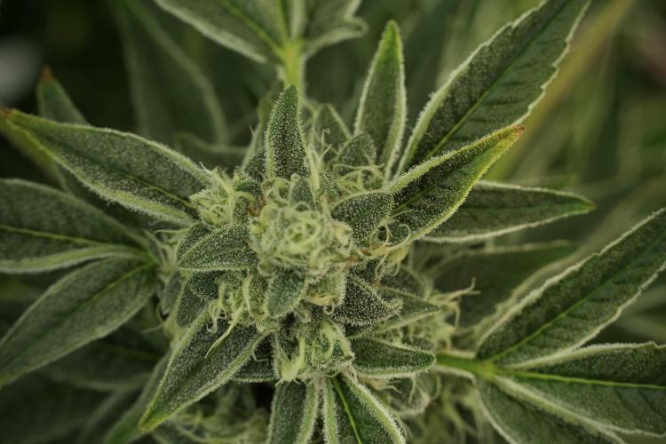 TicaL X Zamnesia-NectarDrip pack#268/750. Week 12 - Nectar Drip no veg 